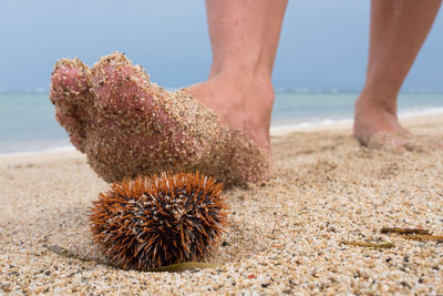 Low section of person on beach