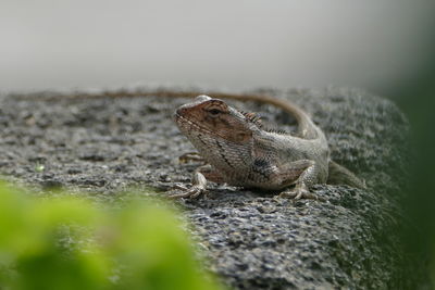 Close-up of lizard