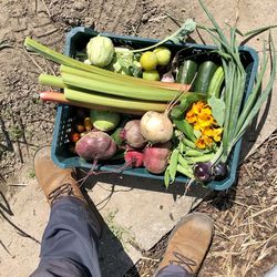 Low section of person with vegetables in basket