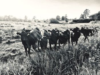 Cows standing in a field