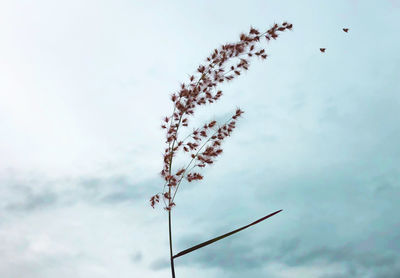 Low angle view of flowering plant against sky