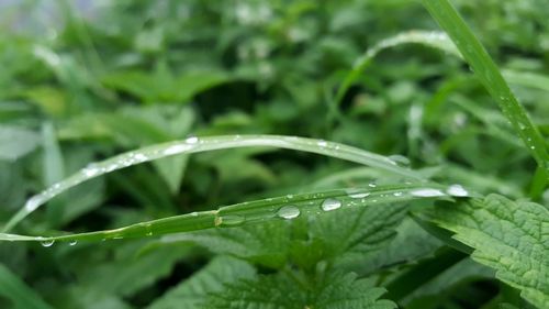 Close-up of water drops on leaves