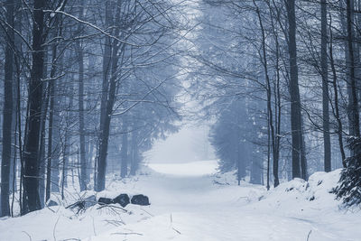 Winter forest photography foggy and snowy
