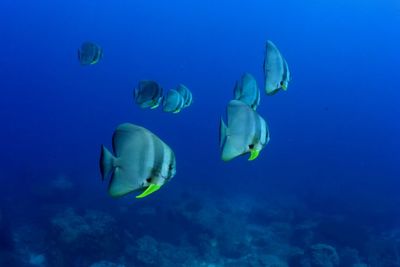 Fish swimming in sea