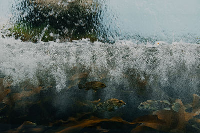 Close-up of fish swimming under water splashing on rocks.
