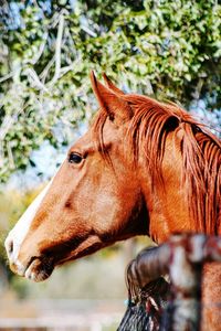 Close-up of horse