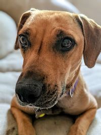 Close-up of dog looking away