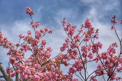 Low angle view of pink cherry blossoms in spring