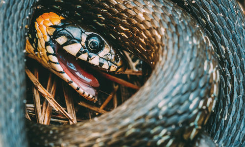 Close-up of lizard in basket