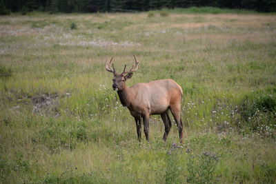 Deer on field