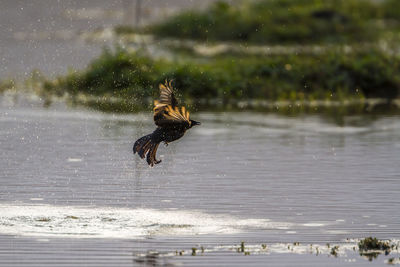 Bird flying over a water