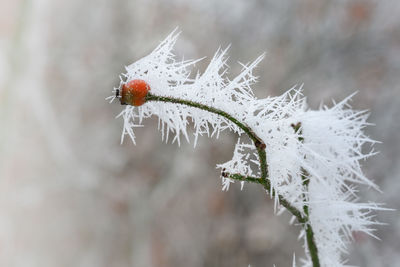 Close-up of frozen flower during winter