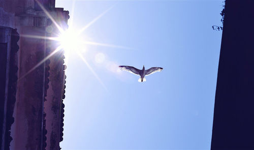 Low angle view of bird flying against clear sky