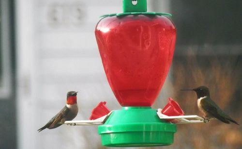 Close-up of bird in a bottle