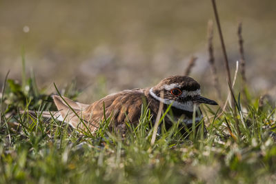 Close-up of a bird on field