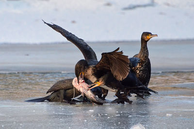 Cormorants feeding on fish on beach