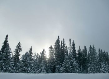 Pine trees in forest against sky during winter