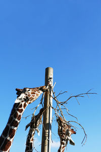 Low angle view of three giraffes eating tree against clear blue sky