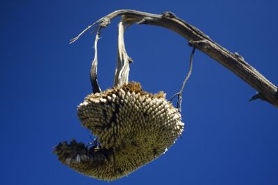 Low angle view of dried plant against clear blue sky