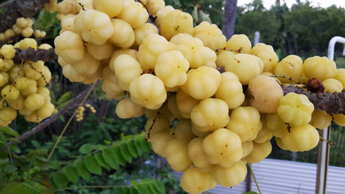 Close-up of grapes in tree