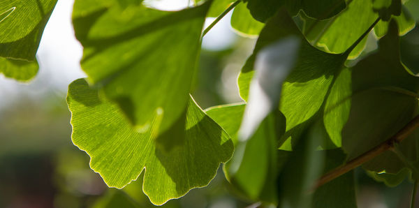 Close-up of green leaves