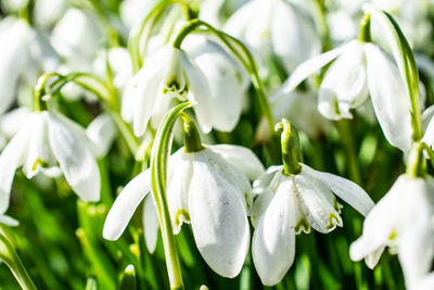 Close-up of snowdrops