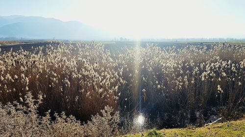 Scenic view of field against clear sky