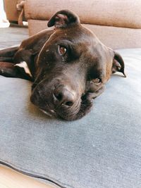 High angle view of dog resting