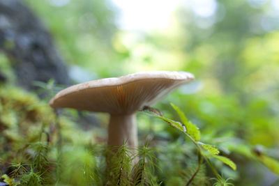 Close-up of mushroom growing outdoors