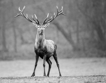 Portrait of deer standing on field against lake