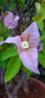 Close-up of purple flowering plant