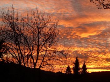 Silhouette of trees during sunset