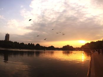 Flock of birds flying over calm lake