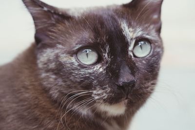 Close-up portrait of a cat