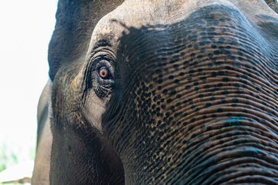 Close-up of elephant