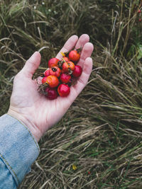 Cropped hand holding red berries on field