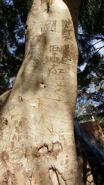 Low angle view of sculpture on tree trunk