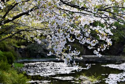 Cherry blossom tree by water