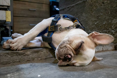 Man sleeping on footpath