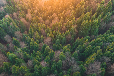 Aerial view of the forest in the morning with the rays of the sun falling on the trees. drone view