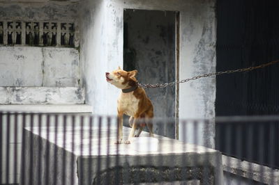 Dog looking away against the wall