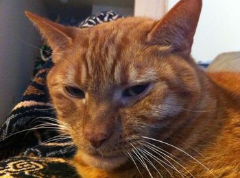 Close-up of cat