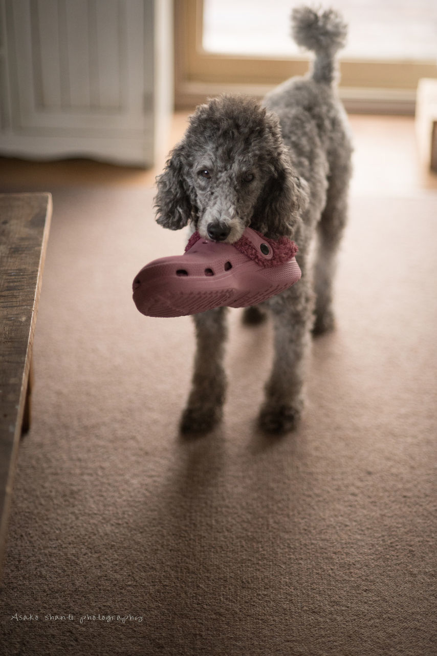 CLOSE-UP OF DOG WITH MOUTH OPEN