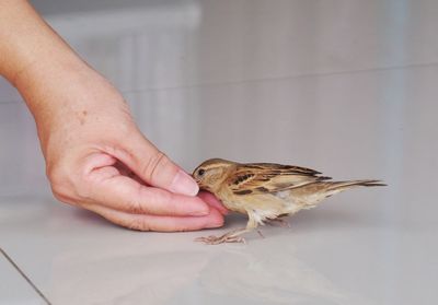 Close-up of a bird on hand