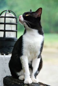 Close-up of cat sitting outdoors