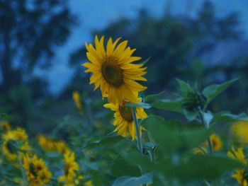 Close-up of yellow flowering plant on field