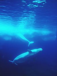 Fish swimming in sea