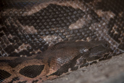 Close-up of lizard