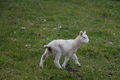 Side view of sheep on field