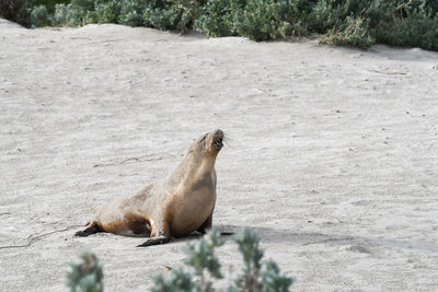 Side view of an animal on field